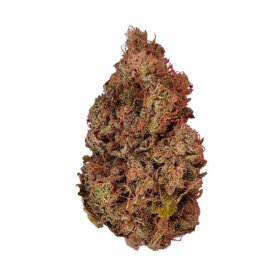 Royal Queen Seeds Purple Queen - 3 feminisierte Samen