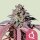 Royal Queen Seeds Purple Queen - 3 feminisierte Samen