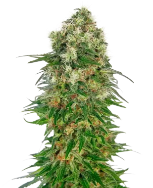 Sensi Seeds Shiva Skunk Automatic - 3 autoflowering Samen