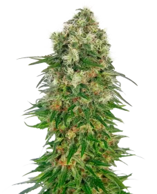 Sensi Seeds Shiva Skunk Automatic - 3 autoflowering Samen