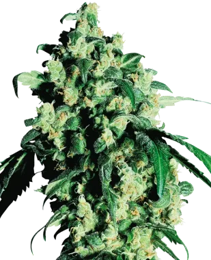 Sensi Seeds Super Skunk - 3 feminisierte Samen