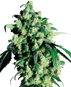 Sensi Seeds Super Skunk - 3 feminisierte Samen