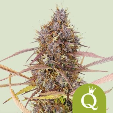 Royal Queen Seeds Purple Queen AUTO - 3 autoflowering Samen