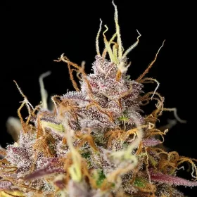 Royal Queen Seeds Purple Queen AUTO - 3 autoflowering Samen