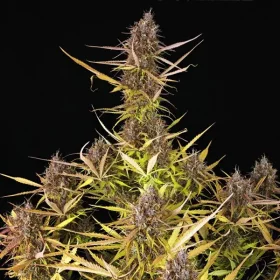 Royal Queen Seeds Purple Queen AUTO - 3 autoflowering Samen