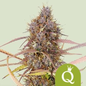 Royal Queen Seeds Purple Queen AUTO - 3 automatisierte Samen