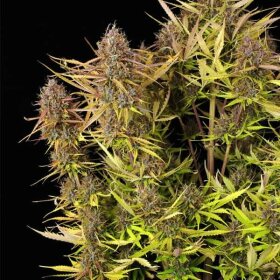 Royal Queen Seeds Purple Queen AUTO - 3 automatisierte Samen