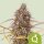 Royal Queen Seeds Purple Queen AUTO - 3 autoflowering Samen