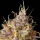 Royal Queen Seeds Purple Queen AUTO - 3 autoflowering Samen