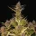 Royal Queen Seeds Purple Queen AUTO - 3 automatisierte Samen