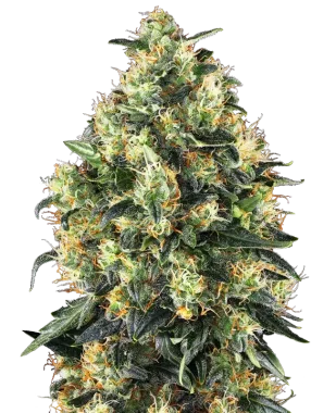 Sensi Seeds Super Skunk Automatic - 3 autoflowering Samen