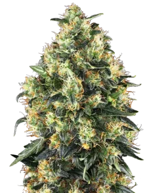 Sensi Seeds Super Skunk Automatic - 3 autoflowering Samen