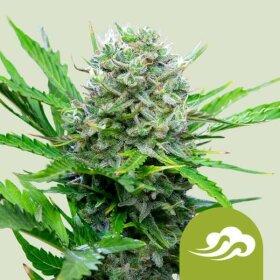 Royal Queen Seeds Royal Bluematic - 3 feminized seeds