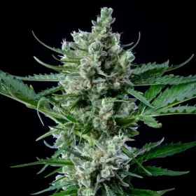 Royal Queen Seeds Royal Bluematic - 3 feminisierte Samen