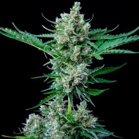 Royal Queen Seeds Royal Bluematic - 3 feminisierte Samen