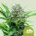 Royal Queen Seeds Royal Bluematic - 3 feminisierte Samen