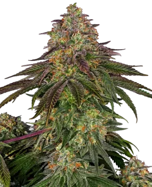 Sensi Seeds Sweet Cherry Kush - 3 feminisierte Samen