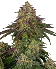 Sensi Seeds Sweet Cherry Kush - 3 feminisierte Samen