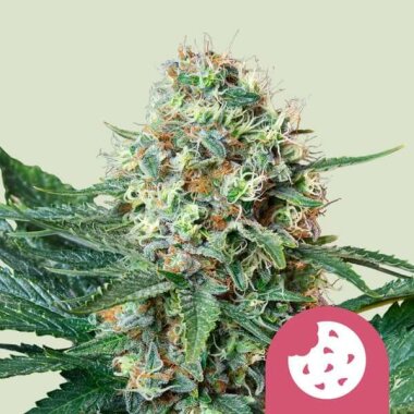 Royal Queen Seeds Royal Cookies - 3 feminisierte Samen