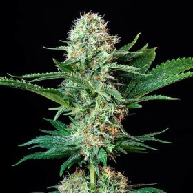 Royal Queen Seeds Royal Cookies - 3 feminisierte Samen