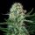 Royal Queen Seeds Royal Cookies - 3 feminisierte Samen