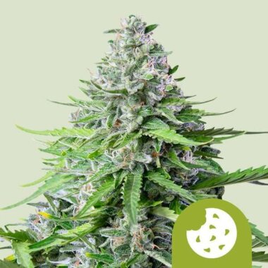 Royal Queen Seeds Royal Cookies AUTO - 3 autoflowering Samen