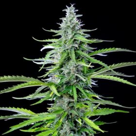 Royal Queen Seeds Royal Cookies AUTO - 3 autoflowering Samen