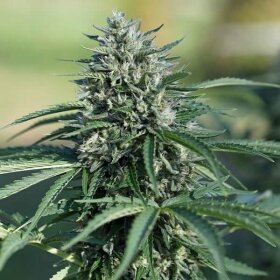 Royal Queen Seeds Royal Cookies AUTO - 3 autoflowering Samen