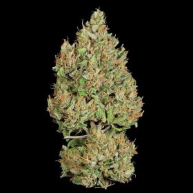 Royal Queen Seeds Royal Cookies AUTO - 3 autoflowering Samen