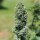 Royal Queen Seeds Royal Cookies AUTO - 3 autoflowering Samen