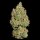 Royal Queen Seeds Royal Cookies AUTO - 3 automatisierte Samen