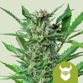 Royal Queen Seeds Royal Dwarf - 3 feminisierte Samen