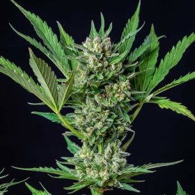 Royal Queen Seeds Royal Dwarf AUTO - 3 autoflowering Samen