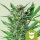 Royal Queen Seeds Royal Dwarf AUTO - 3 autoflowering Samen