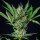 Royal Queen Seeds Royal Dwarf AUTO - 3 autoflowering Samen