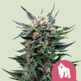 Royal Queen Seeds Royal Gorilla - 3 feminisierte Samen