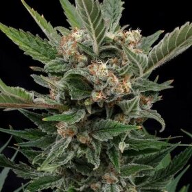 Royal Queen Seeds Royal Gorilla - 3 feminisierte Samen