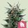 Royal Queen Seeds Royal Gorilla - 3 feminisierte Samen