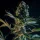 Royal Queen Seeds Royal Gorilla - 3 feminisierte Samen