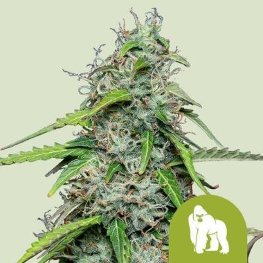 Royal Queen Seeds Royal Gorilla AUTO - 3 automatisierte...