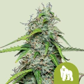 Royal Queen Seeds Royal Gorilla AUTO - 3 automated seeds