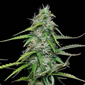 Royal Queen Seeds Royal Gorilla AUTO - 3 autoflowering Samen