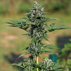 Royal Queen Seeds Royal Gorilla AUTO - 3 autoflowering Samen