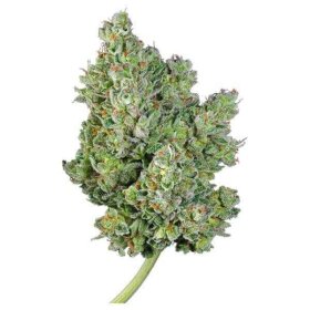 Royal Queen Seeds Royal Gorilla AUTO - 3 autoflowering Samen