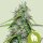 Royal Queen Seeds Royal Gorilla AUTO - 3 autoflowering Samen