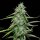 Royal Queen Seeds Royal Gorilla AUTO - 3 autoflowering Samen