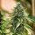 Royal Queen Seeds Royal Gorilla AUTO - 3 autoflowering Samen