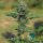 Royal Queen Seeds Royal Gorilla AUTO - 3 autoflowering Samen