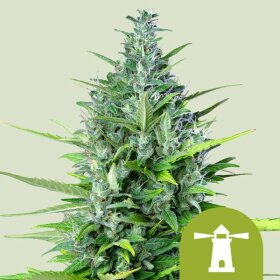 Royal Queen Seeds Royal Haze AUTO - 3 automated seeds