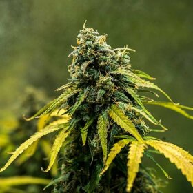 Royal Queen Seeds Royal Haze AUTO - 3 autoflowering Samen